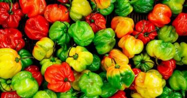 Las exportaciones agroalimentarias andaluzas baten «récord »con 8.469 millones de euros