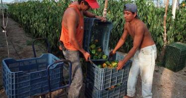 Un grupo de agricultores paraliza la venta de pimiento y berenjena por los bajos precios en Almería