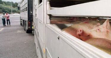 Peste porcina: La Junta intensificará los controles de los animales sacrificados y el transporte de ganado