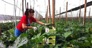 Crisis de precios en Almería: «Con el pepino a 20 céntimos el kilo, ni cubrimos costes»