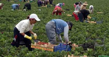 El ozono, un «antibiótico natural» para las fresas