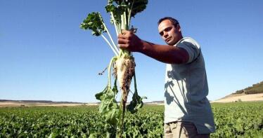 Junta y agricultores piden a Azucarera que retome la contratación de remolacha en la próxima campaña