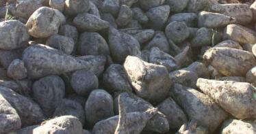 Alianza entre Südzucker y Fertiberia para descarbonizar la producción europea de remolacha azucarera