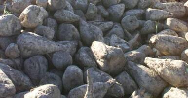 Alianza entre Südzucker y Fertiberia para descarbonizar la producción europea de remolacha azucarera