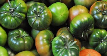 Las bajas temperaturas favorecen la producción del tomate Raf en Almería