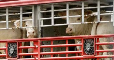 PP y PSOE avisan de que la nueva normativa de transporte animal encarecerá la carne y perjudicará a países del sur