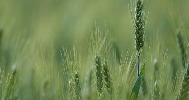 Los precios de los cereales continúan imparables en la Lonja de Sevilla