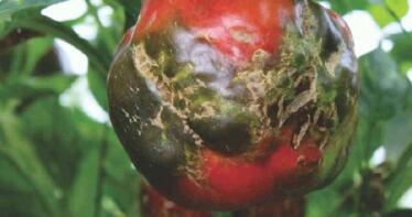 Se declara la existencia del virus rugoso del tomate en Almería