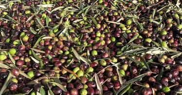 OLIVITECH: Innovación para la sostenibilidad y rentabilidad del olivar español