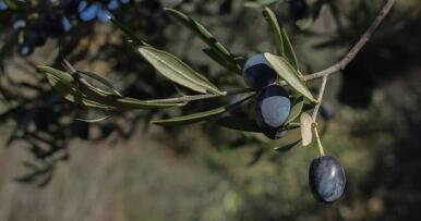 Las nuevas tretas de EE.UU. para evitar quitar el arancel a la aceituna negra