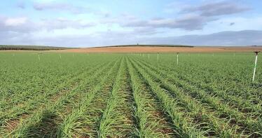 La siembra de ajo cordobés llega a la recta final liderando la cosecha en Andalucía
