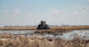 Los arroceros esquivan una bala: evitan que Bruselas apruebe importaciones con una sustancia prohibida