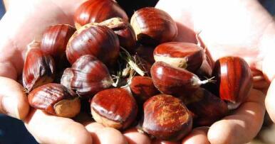 La producción de castaña desciende alrededor de dos tercios respecto a la pasada campaña