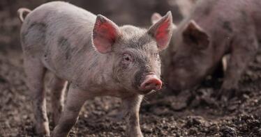 Dinamismo en los precios del porcino en la Lonja de Araporc