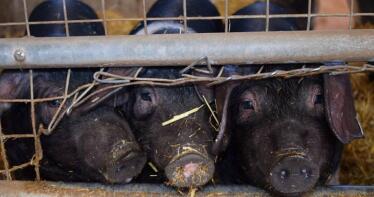 El ibérico también baja en la Lonja de Salamanca