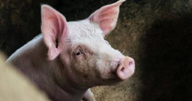 El lechón puro vuelve a cotizar en la Lonja de Araporc