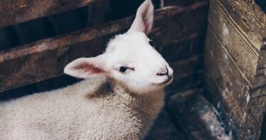 La Lonja de Albacete registra un aumento general del precio de la carne