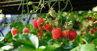 El frío y la plaga «Scirtothrips aurantii» se alían para actuar contra las fresas andaluzas
