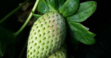 Aumenta el riesgo de botritis y oídio en el cultivo de la fresa