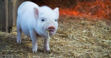 Lonja de Salamanca: sube el porcino y se estabiliza el cordero