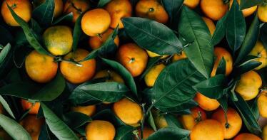 Alerta en el sector citrícola: llegó el momento de la mosca de la fruta