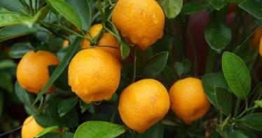 «El dinero de los citricultores andaluces irá a Valencia»: nuevo enfrentamiento con Intercitrus