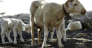 Las ayudas a los ganaderos andaluces afectados por la lengua azul se pagarán en enero