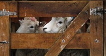 La cotización del ovino pisa el freno en la Lonja de Albacete