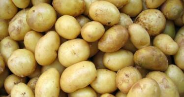 La patata temprana avanza en Cádiz sin enfermedades reseñables