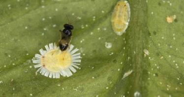 Éxito en el control de la plaga que amenaza a los cítricos de El Algarve y Andalucía