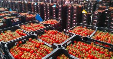 El precio del tomate baja esta campaña un 29% lastrado por el acuerdo con Marruecos