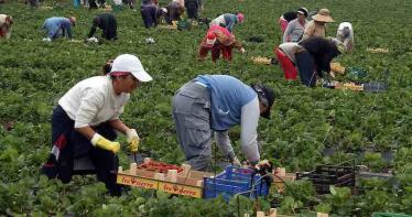 El sector de la fresa de Huelva necesita 6.000 trabajadores más para sacar adelante la campaña