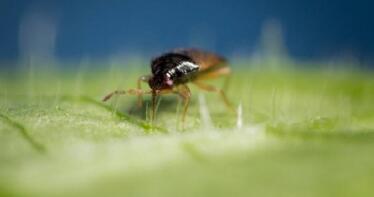 Cómo controlar la plaga de Trips en los invernaderos