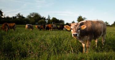 Situación «complicada» en la Lonja de Binéfar