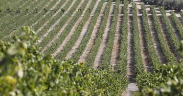 Nueva autorización provisional para eliminar las malas hierbas gramíneas