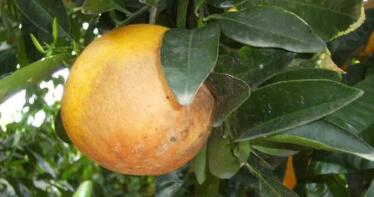 Aviso a los citricultores: las lluvias y las temperaturas templadas aumentan mucho el riesgo de aguado