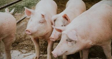 China aplica la regionalización y ‘salva’ las exportaciones andaluzas de cerdo tras la peste porcina
