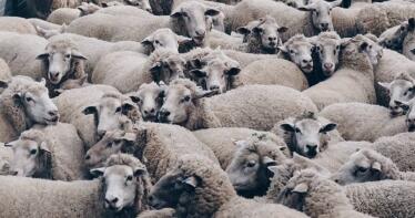 España ya puede exportar carne de ovino y caprino a Japón