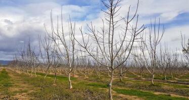 Primera cosecha de nueces ecológicas en el Guadalquivir
