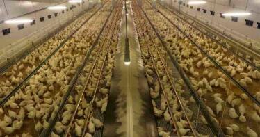 ¿Cómo influirá la crisis del coronavirus en la producción de pollo?
