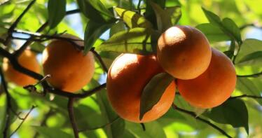 La mandarina coge impulso en las cifras de exportación andaluza