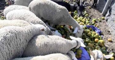 Tiran 2.000 kilos de tomate a los animales por los bajos precios