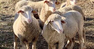 Marruecos autoriza la importación de carne de ovino y caprino de España