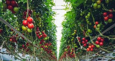 Producir tomate en los invernaderos de Almería cuesta un 34% más que hace dos años