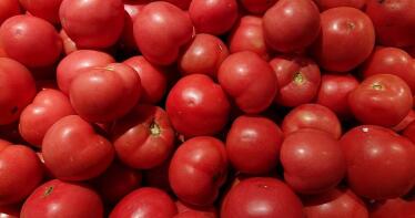 La producción de tomate en Almería lleva cayendo cuatro campañas consecutivas