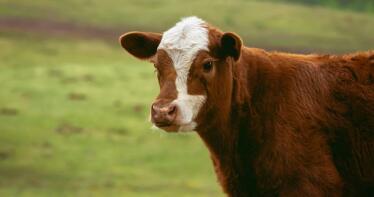 España consigue la autorización para exportar carne de vacuno a Japón