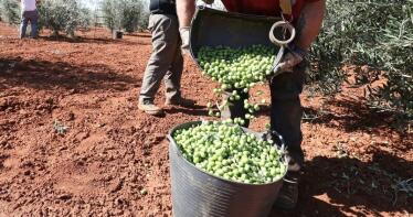 Casi 5.000 personas atendidas en el dispositivo de temporeros durante la campaña de la aceituna en Jaén