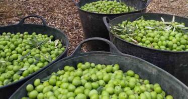 Riego deficitario en olivar de mesa para producir Manzanilla con la mitad de agua