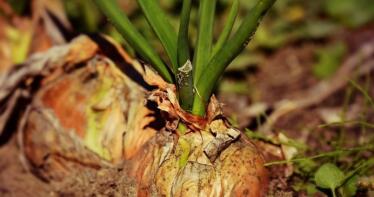 La producción de cebolla aumenta un 29% en Andalucía