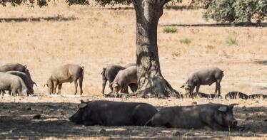 Estabilidad para el porcino de bellota en la Lonja de Salamanca